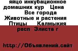 яйцо инкубационное домашних кур › Цена ­ 25 - Все города Животные и растения » Птицы   . Калмыкия респ.,Элиста г.